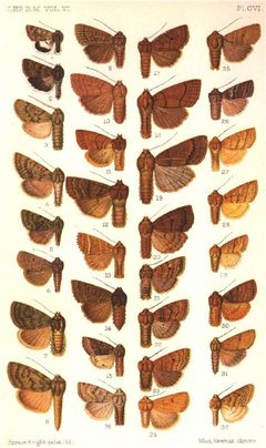 CATALOGUE-BM-PLATE CVI by Sir GEORGE F. HAMPSON, Bart.. Used under a Public domain license.