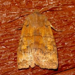 Eupsilia tristigmata 01 by CBG Photography Group, Centre for Biodiversity Genomics. Used under a CC0 license.