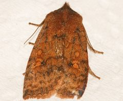 Eupsilia tristigmata 02 by CBG Photography Group, Centre for Biodiversity Genomics. Used under a CC0 license.