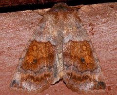 Eupsilia tristigmata 03 by CBG Photography Group, Centre for Biodiversity Genomics. Used under a CC0 license.