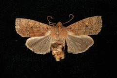 Eupsilia tristigmata 04 by CBG Photography Group, Centre for Biodiversity Genomics. Used under a CC0 license.
