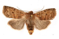 Eupsilia tristigmata 05 by CBG Photography Group, Centre for Biodiversity Genomics. Used under a CC0 license.