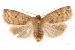 Eupsilia tristigmata 06 by CBG Photography Group, Centre for Biodiversity Genomics. Used under a CC0 license.