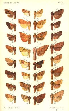 CATALOGUE-BM-PLATE CVII by Sir GEORGE F. HAMPSON, Bart.. Used under a Public domain license.