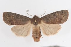 Homoglaea carbonaria 01 by CBG Photography Group, Centre for Biodiversity Genomics. Used under a CC0 license.