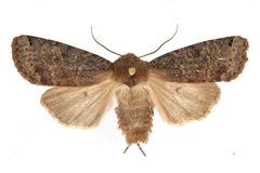 Homoglaea carbonaria 02 by CBG Photography Group, Centre for Biodiversity Genomics. Used under a CC0 license.