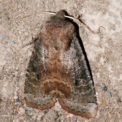 Homoglaea carbonaria 03 by CBG Photography Group, Centre for Biodiversity Genomics. Used under a CC0 license.