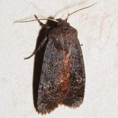 Homoglaea carbonaria 04 by CBG Photography Group, Centre for Biodiversity Genomics. Used under a CC0 license.