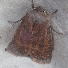 Homoglaea hircina by Lynn Harper. Used under a CC0 license.