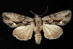 Hyppa contrasta 05 by CBG Photography Group, Centre for Biodiversity Genomics. Used under a CC0 license.