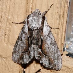 Hyppa indistincta 01 by CBG Photography Group, Centre for Biodiversity Genomics. Used under a CC0 license.