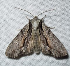 Hyppa xylinoides female by Jacy Lucier. Used under a CC BY-SA 4.0 license.
