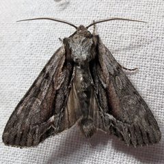 Hyppa xylinoides male by Jacy Lucier. Used under a CC BY-SA 4.0 license.