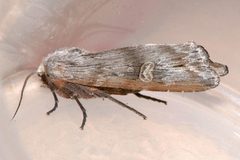 Lithomoia germana 01 by CBG Photography Group, Centre for Biodiversity Genomics. Used under a CC0 license.