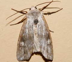 Lithomoia germana 02 by CBG Photography Group, Centre for Biodiversity Genomics. Used under a CC0 license.