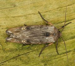 Lithomoia germana 03 by Peter Waycik. Used under a CC0 license.