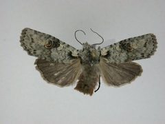 Lithophane baileyi by J.Gill, Canadian National Collection of Insects, Arachnids and Nematodes. Used under a CC BY-SA 3.0 license.