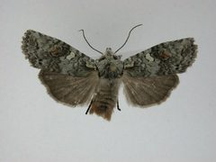 Lithophane baileyi1 by J.Gill, Canadian National Collection of Insects, Arachnids and Nematodes. Used under a CC BY-SA 3.0 license.