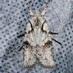 Lithophane baileyi2 by CBG Photography Group, Centre for Biodiversity Genomics. Used under a CC0 license.