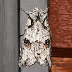 Lithophane baileyi3 by CBG Photography Group, Centre for Biodiversity Genomics. Used under a CC0 license.