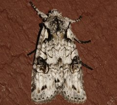 Lithophane baileyi4 by CBG Photography Group, Centre for Biodiversity Genomics. Used under a CC0 license.