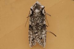 Lithophane baileyi5 by CBG Photography Group, Centre for Biodiversity Genomics. Used under a CC0 license.