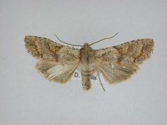 Lithophane bethunei by J.Gill, Canadian National Collection of Insects, Arachnids and Nematodes. Used under a CC BY-SA 3.0 license.
