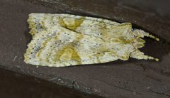 Lithophane bethunei 25166480 by ksandsman. Used under a CC BY 4.0 license.