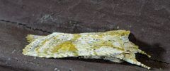 Lithophane bethunei 25166489 by ksandsman. Used under a CC BY 4.0 license.