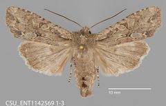 Lithophane disposita CSU ENT1142569 by CSU, Department of Bioagricultural Sciences and Pest Management. Used under a CC0 license.