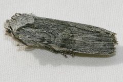 Lithophane georgii 01 by CBG Photography Group, Centre for Biodiversity Genomics. Used under a CC0 license.