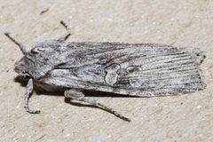 Lithophane georgii 02 by CBG Photography Group, Centre for Biodiversity Genomics. Used under a CC0 license.