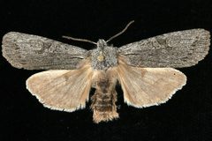 Lithophane georgii 05 by CBG Photography Group, Centre for Biodiversity Genomics. Used under a CC0 license.