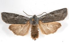 Lithophane georgii 06 by CBG Photography Group, Centre for Biodiversity Genomics. Used under a CC0 license.