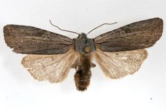 Lithophane georgii 07 by CBG Photography Group, Centre for Biodiversity Genomics. Used under a CC0 license.