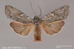 Lithophane georgii emarginata CSU ENT1093183 by CSU, Department of Bioagricultural Sciences and Pest Management. Used under a CC0 license.