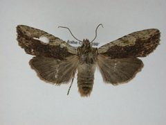 Lithophane innominata by J.Gill, Canadian National Collection of Insects, Arachnids and Nematodes. Used under a CC BY-SA 3.0 license.