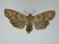 Lithophane innominata1 by J.Gill, Canadian National Collection of Insects, Arachnids and Nematodes. Used under a CC BY-SA 3.0 license.