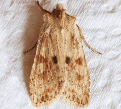Lithophane innominata3 by CBG Photography Group, Centre for Biodiversity Genomics. Used under a CC0 license.