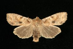 Lithophane innominata4 by CBG Photography Group, Centre for Biodiversity Genomics. Used under a CC0 license.