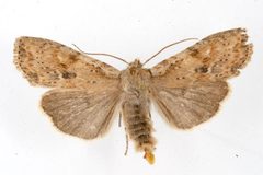 Lithophane innominata5 by CBG Photography Group, Centre for Biodiversity Genomics. Used under a CC0 license.