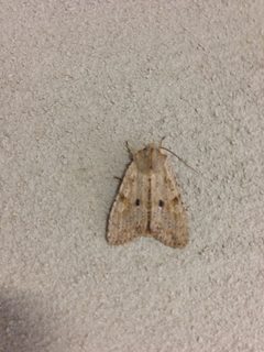 Lithophane innominata 1779852 by Charlie Hohn. Used under a CC BY 4.0 license.