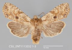 Lithophane innominata CSU ENT1113552 by CSU, Department of Bioagricultural Sciences and Pest Management. Used under a CC0 license.