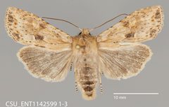 Lithophane innominata CSU ENT1142599 by CSU, Department of Bioagricultural Sciences and Pest Management. Used under a CC0 license.
