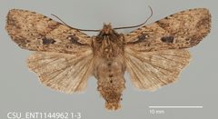 Lithophane lanei CSU ENT1144962 by CSU, Department of Bioagricultural Sciences and Pest Management. Used under a CC0 license.