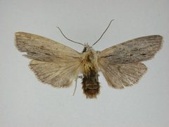 Lithophane lemmeri by J.Gill, Canadian National Collection of Insects, Arachnids and Nematodes. Used under a CC BY-SA 3.0 license.