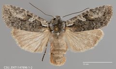 Lithophane pertorrida CSU ENT1147896 by CSU, Department of Bioagricultural Sciences and Pest Management. Used under a CC0 license.