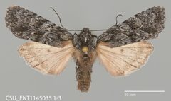 Lithophane ponderosa CSU ENT1145035 by CSU, Department of Bioagricultural Sciences and Pest Management. Used under a CC0 license.