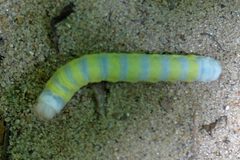 Lithophane querquera larva 8301827 by Rusty. Used under a CC BY 4.0 license.