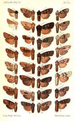 CATALOGUE-BM-PLATE CII by Sir GEORGE F. HAMPSON, Bart.. Used under a Public domain license.
